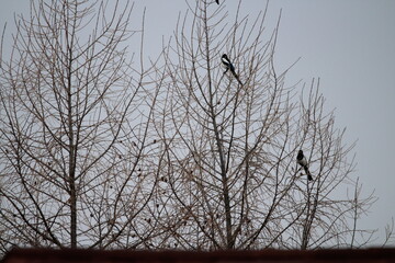 Eurasian magpie (Pica pica) in its natural environment. Group of Eurasian Magpies sitting on a tree
