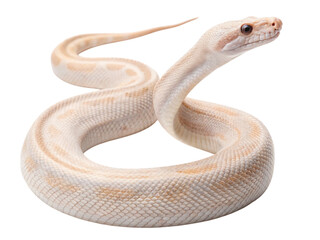 Fototapeta premium Elegant white boa constrictor in a natural habitat close-up view wildlife photography, isolated on white or transparent background