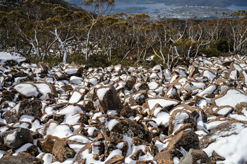 alpine plants and trees snow on a mountain in tasmania australia