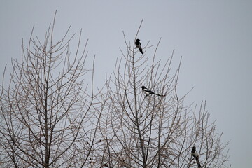 Eurasian magpie (Pica pica) in its natural environment. Group of Eurasian Magpies sitting on a tree
