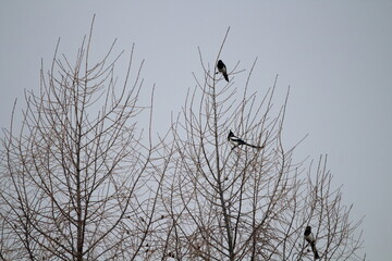 Eurasian magpie (Pica pica) in its natural environment. Group of Eurasian Magpies sitting on a tree
