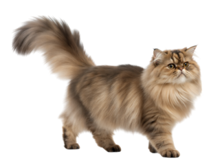 Playful long-haired persian cat with dramatic puff in a studio setting close-up view, isolated on white or transparent background
