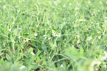 Pea plant in vegetable garden. The pea is small spherical seed or the seed pod of the pod fruit  pisum sativum. Each pod contains several peas, which can be green or yellow. Vegetable plant. 
