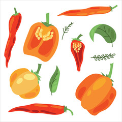 Juicy pepper. Paprika. Hot chili pepper. Seasoning. Useful Vegetables. Harvest. Botanical illustration. Vector illustration