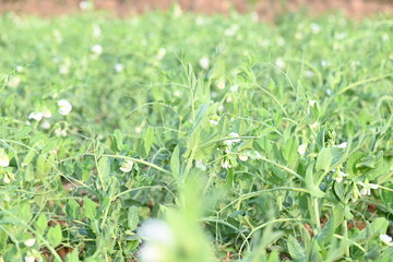 Pea plant in vegetable garden. The pea is small spherical seed or the seed pod of the pod fruit  pisum sativum. Each pod contains several peas, which can be green or yellow. Vegetable plant. 