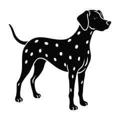 Dalmatian Standing with Alert Stance Silhouette Isolated