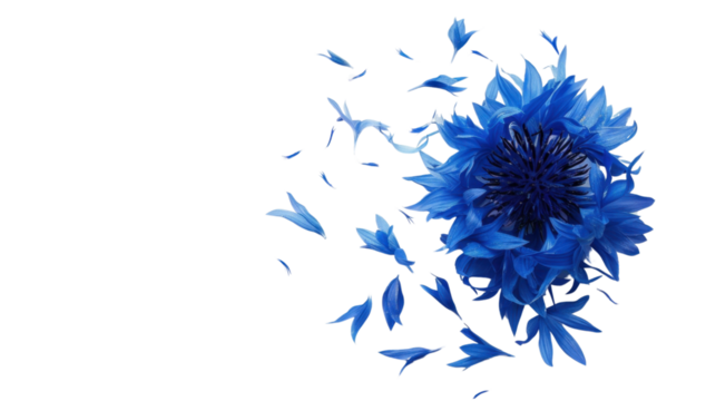 Blue flower losing petals on transparent background