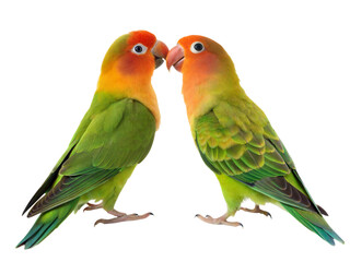 Lovebirds perched beak to beak bird photography nature setting close-up view, isolated on white or transparent background