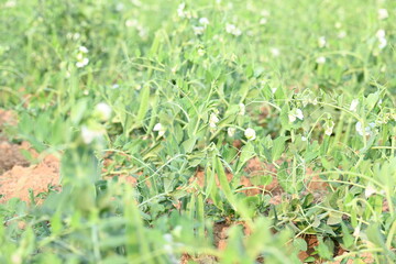 Fototapeta premium Pea plant in vegetable garden. The pea&nbsp;is small spherical seed&nbsp;or the seed pod of the pod&nbsp;fruit&nbsp; pisum sativum. Each pod contains several peas, which can be green or yellow. Vegetable plant. 