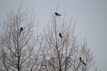 Eurasian magpie (Pica pica) in its natural environment. Group of Eurasian Magpies sitting on a tree
