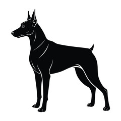 Doberman Pinscher Guard with Strong Posture Silhouette Isolated