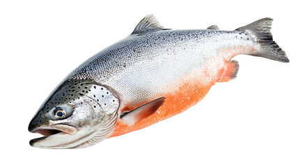 Naklejka premium Orange-grey salmon fish animal isolated on transparent background, featuring fresh raw ocean food, highlighting marine aquatic wildlife and its healthy omega-rich properties.