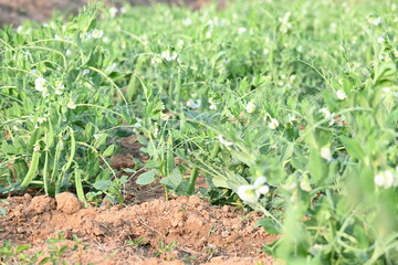 Pea plant in vegetable garden. The pea is small spherical seed or the seed pod of the pod fruit  pisum sativum. Each pod contains several peas, which can be green or yellow. Vegetable plant. 