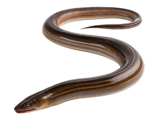 Obraz premium Slithering eel observed in natural habitat underwater environment close-up view wildlife, isolated on white or transparent background