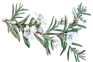 Rosemary herb plant watercolor illustration isolated on white transparent background
