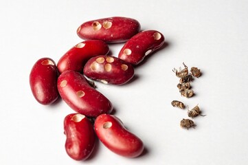 Close-up showing damaged red kidney beans with holes and dead weevils, indicating a pest infestation.