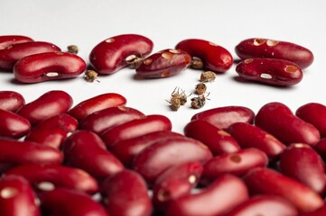 Close-up of red kidney beans reveals damage caused by bean weevils, posing a crop risk.