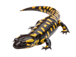 A tiger salamander crossing an invisible surface in a forest environment close-up view, isolated on white or transparent background