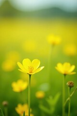 Obraz premium A vibrant yellow flower blossoms in a field of similar blooms, bathed in soft sunlight, creating a serene and cheerful pastoral scene.
