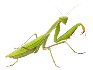 Defensive green praying mantis in action natural habitat insect close-up wildlife photography, isolated on white or transparent background
