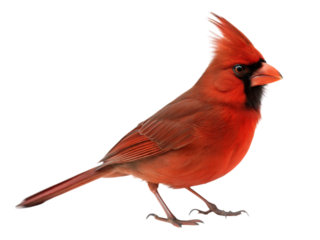 Bright red cardinal in half turn with crest raised nature scene outdoor photography, isolated on white or transparent background