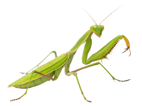 Defensive green praying mantis in action natural habitat insect close-up wildlife photography, isolated on white or transparent background