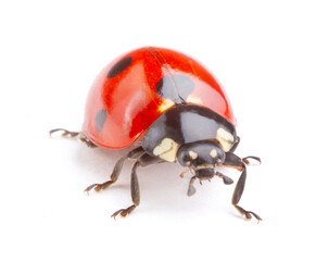 Ladybug on white background
