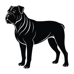 Dogue de Bordeaux Standing Firmly with Broad Chest Silhouette on White Background