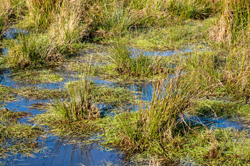 Obraz premium Swamp plants growing in water with sky reflection