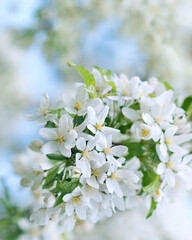 Apple tree blossoms on the tree under blue sky,