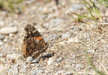 Red Admiral, Vanessa atalanta, butterfly, puddling on a  lake shore in spring
