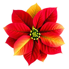 Obraz premium Poinsettia flower isolated on transparent background