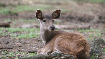 Red deer is looking at the camera. With big brown eyes and a sharp gaze.