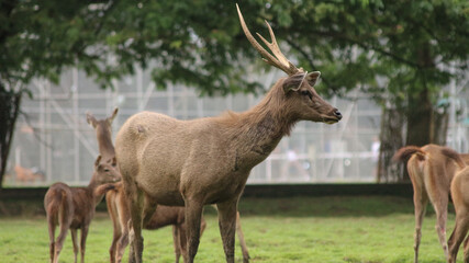 Male Bawean deer, Axis kuhlii also known as kuhl's hog deer or Bawean hog deer. Endemic species from Indonesia with critically endangered status.