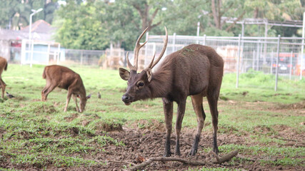 Male Bawean deer, Axis kuhlii also known as kuhl's hog deer or Bawean hog deer. Endemic species from Indonesia with critically endangered status.