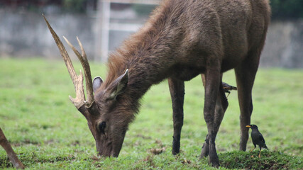 Male Bawean deer, Axis kuhlii also known as kuhl's hog deer or Bawean hog deer. Endemic species...