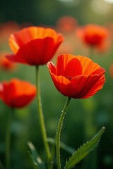 Obraz premium Close-up of vibrant red poppy flowers in full bloom, macro, red flowers