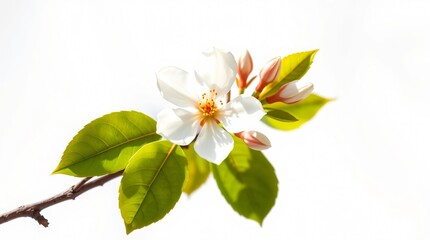 Obraz premium orange blossom branch, showcasing its white petals and vibrant green leaves