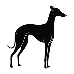 Italian Greyhound Standing Gracefully with a Lean Build Silhouette on White Background