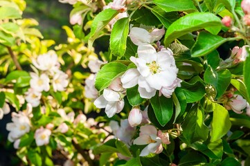 Close-up of apple blossoms in full bloom, surrounded by vibrant green leaves on a sunny spring day.
