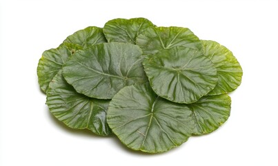Obraz premium Green round leaves isolated on white, for nature backgrounds