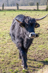 Black galloway cattle walking on meadow in spring