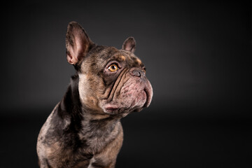 french bulldog in photostudio