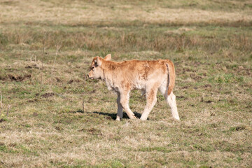 Young calf walking on meadow in sunny day