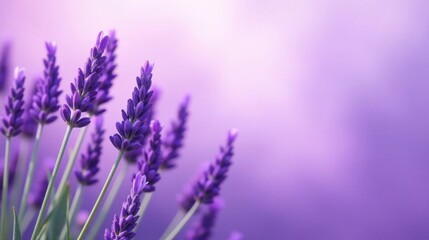 Close-up of Delicate Lavender Blossoms Against a Soft Purple Background, Perfect for Relaxation and Wellness Themes