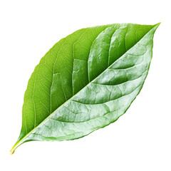 Obraz premium Vibrant Green Leaf Nature Closeup Detailed Veins Freshness