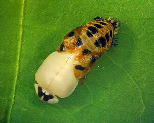 Multicoloured Asian lady beetle or Harlequin, Harmonia axyridis (Coleoptera: Coccinellidae). Emerging from pupa