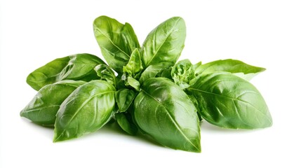 Obraz premium Harvesting fresh basil kitchen food photography white background close-up flavorful herb