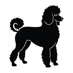 Poodle Standing Elegantly with Curly Fur Silhouette for Pet Stock