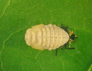 Multicoloured Asian lady beetle or Harlequin, Harmonia axyridis (Coleoptera: Coccinellidae). Young pupa
